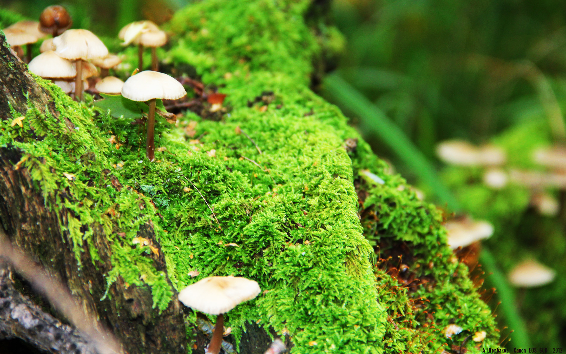 开云APP下载-国家队中锋体系为何难以接轨现代打法，中锋队员