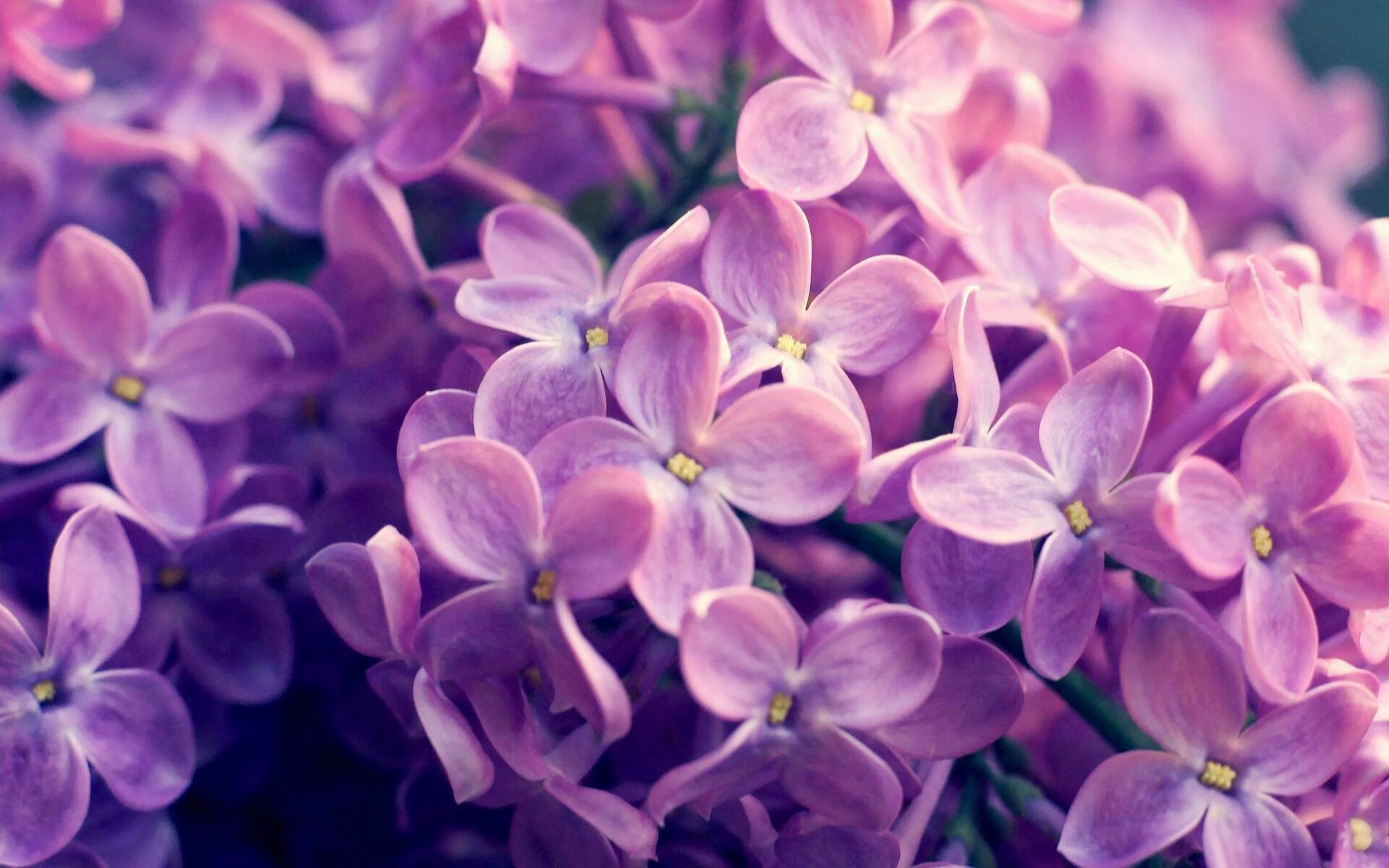 开云下载-跳水动作流畅摩纳哥赢得掌声，摩纳哥奥运
